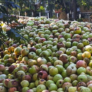 陕西咸阳礼泉县市监局回应烂苹果榨汁事件 工厂抽检合格，烂苹果榨不出果汁